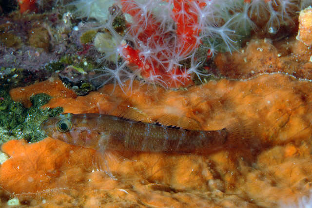 Image of Steinitz's Goby