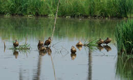 Image of Lesser Whistling Duck