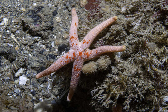 Image of Bloody Henry starfish