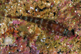 Image of Steinitz's Goby