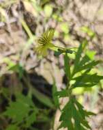 Image of Ixeris chinensis subsp. versicolor (Fisch. ex Link) Kitam.