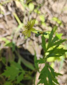 Image of Ixeris chinensis subsp. versicolor (Fisch. ex Link) Kitam.