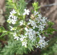 Image of Selago cinerea L. fil.