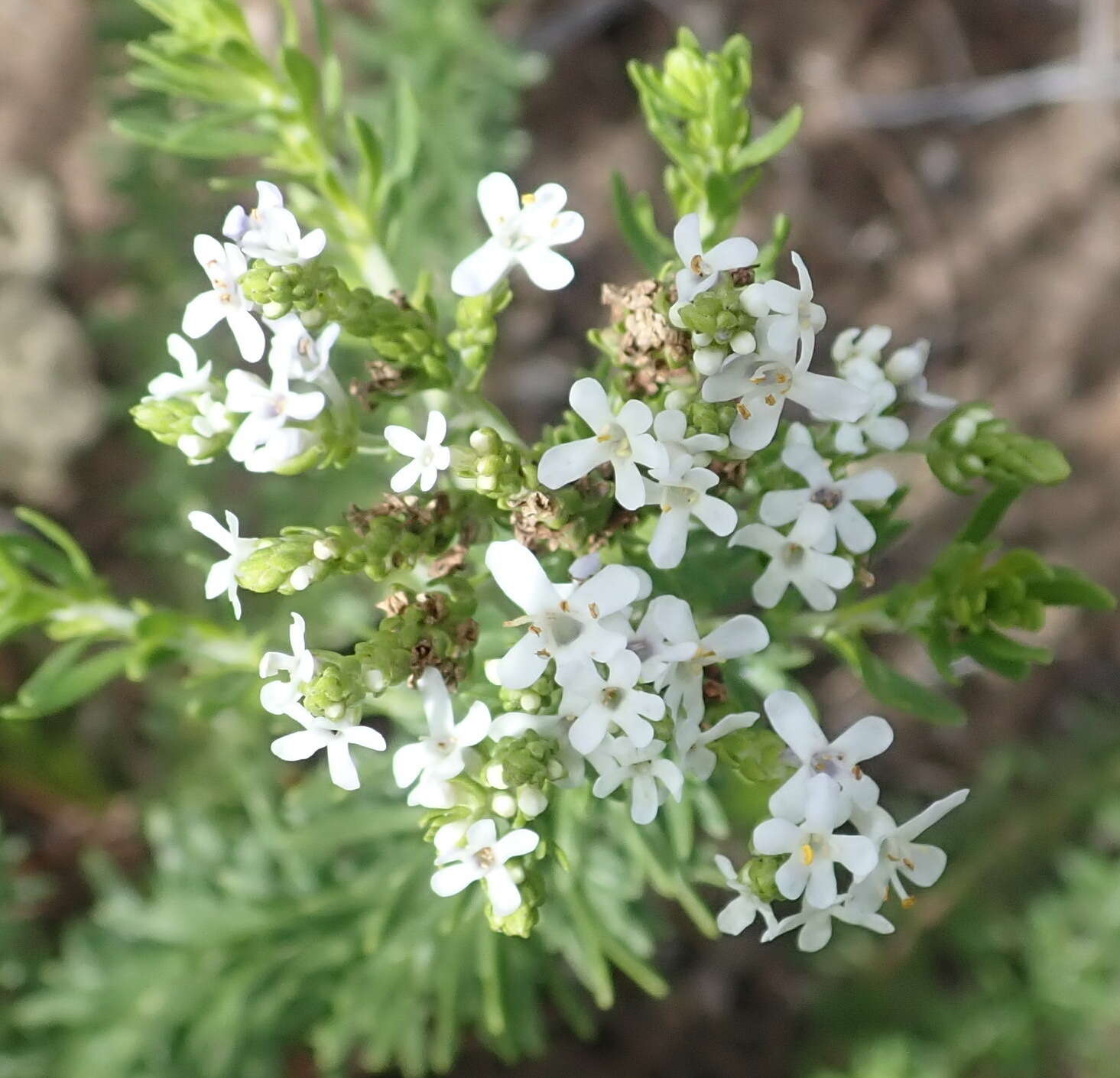 Слика од Selago cinerea L. fil.