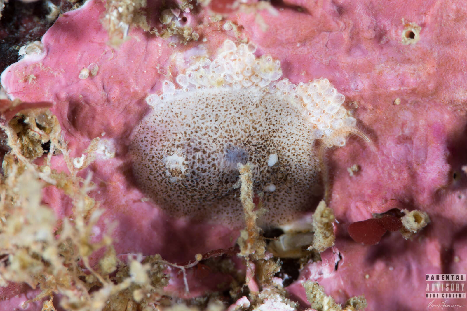 Image of Atalodoris pusilla (Alder & Hancock 1845)