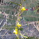 Chamaecrista leschenaultiana (DC.) Degener resmi