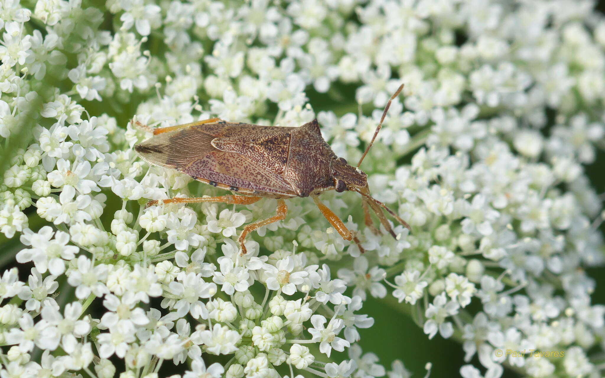 Image of Spined Soldier Bug