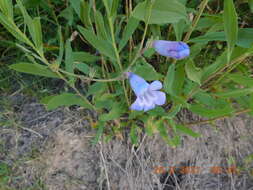 Image de Penstemon dasyphyllus A. Gray