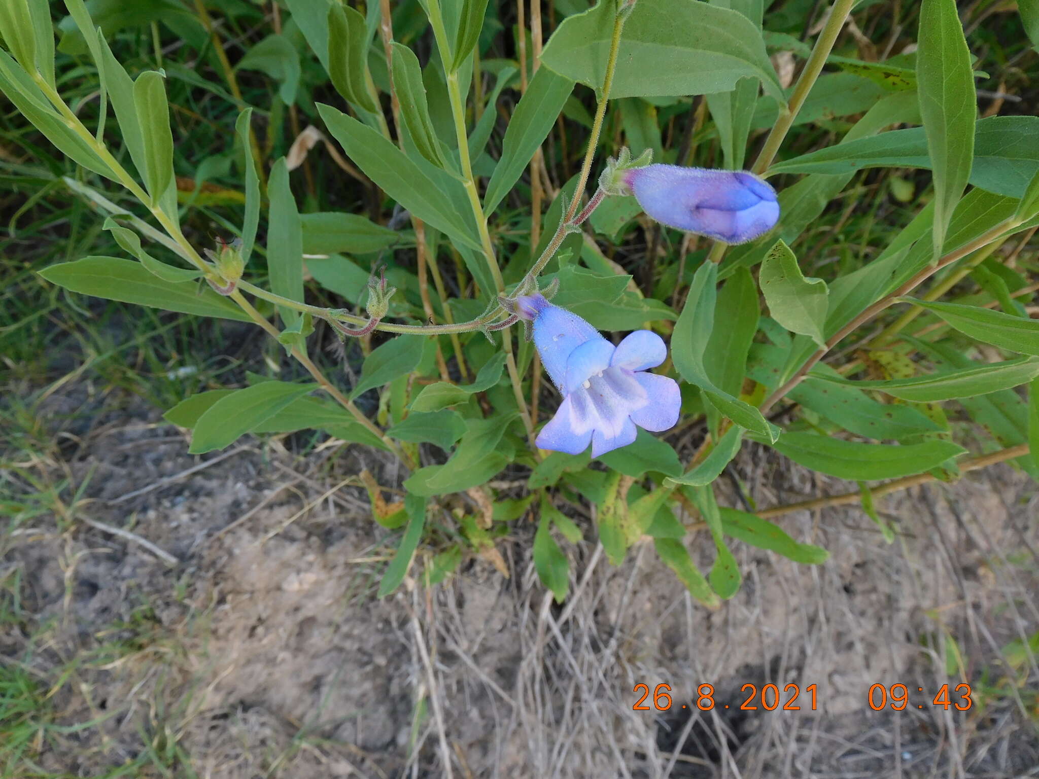 Image de Penstemon dasyphyllus A. Gray