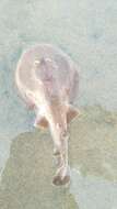 Image of Blackspotted numbfish