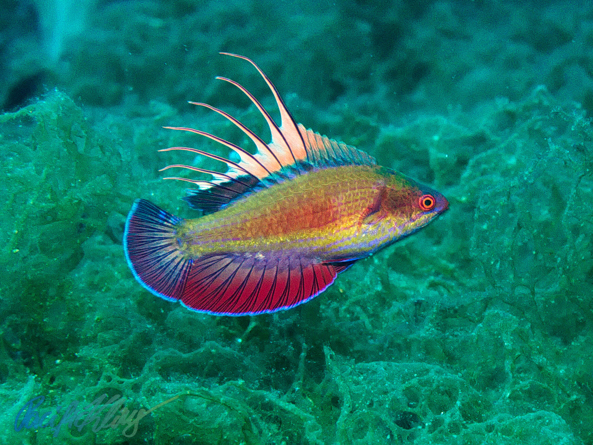 Image of Linespot flasherwrasse