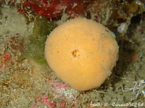 Image of fleshy horny sponge