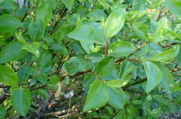 Image of Salix reinii Franch. & Savat.
