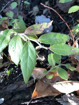 Image de Vaccinium hirsutum Buckl.