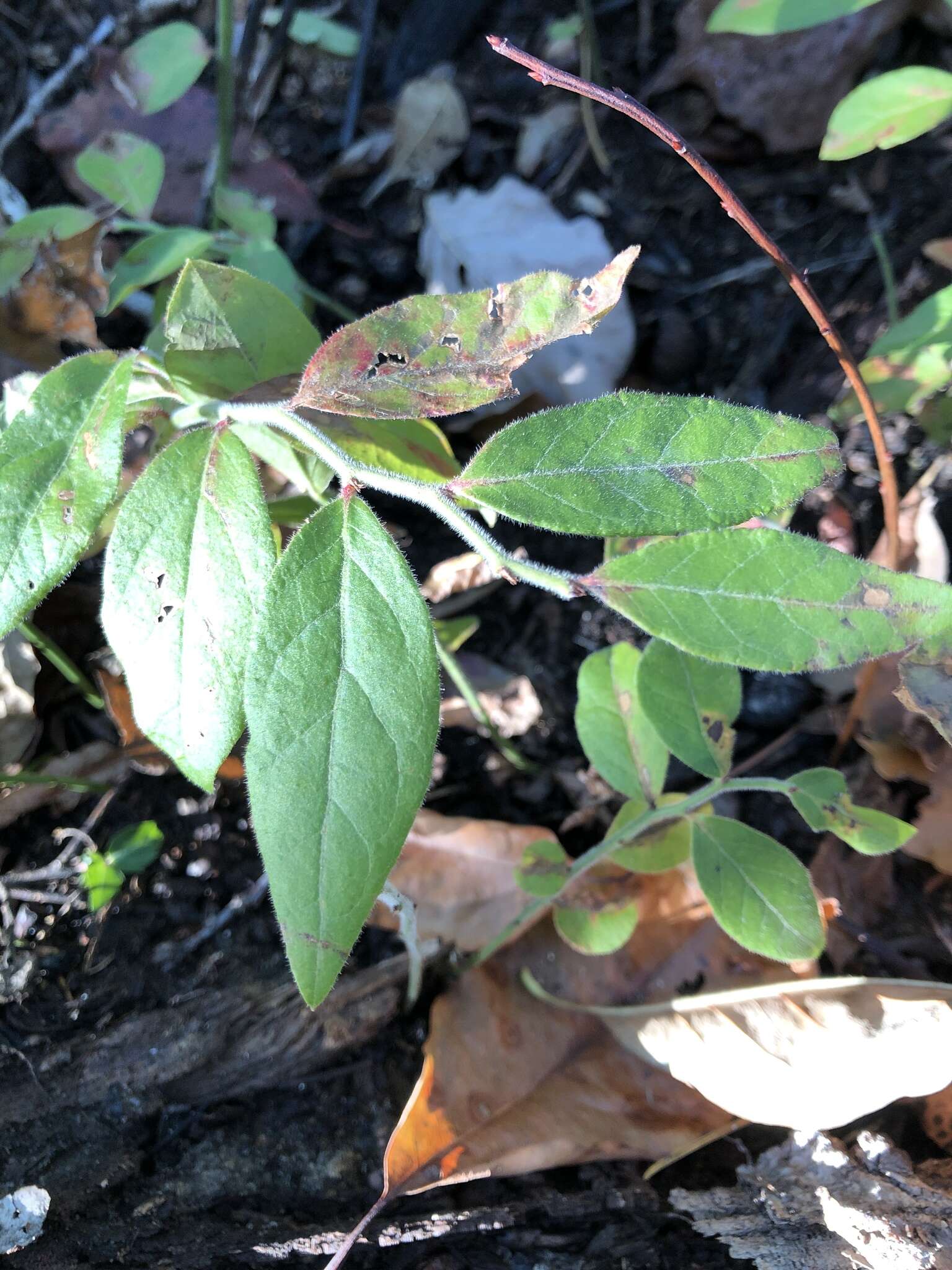 Sivun Vaccinium hirsutum Buckl. kuva