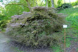 Image of Rhododendron serpyllifolium (A. Gray) Miq.