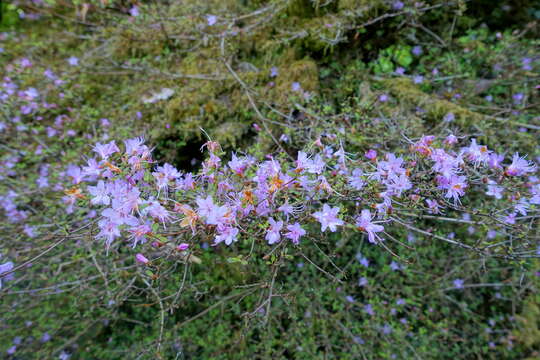 Image of Rhododendron serpyllifolium (A. Gray) Miq.