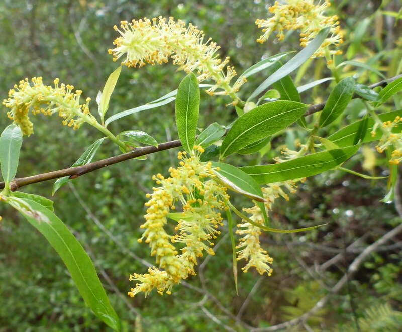 Image of coastal plain willow