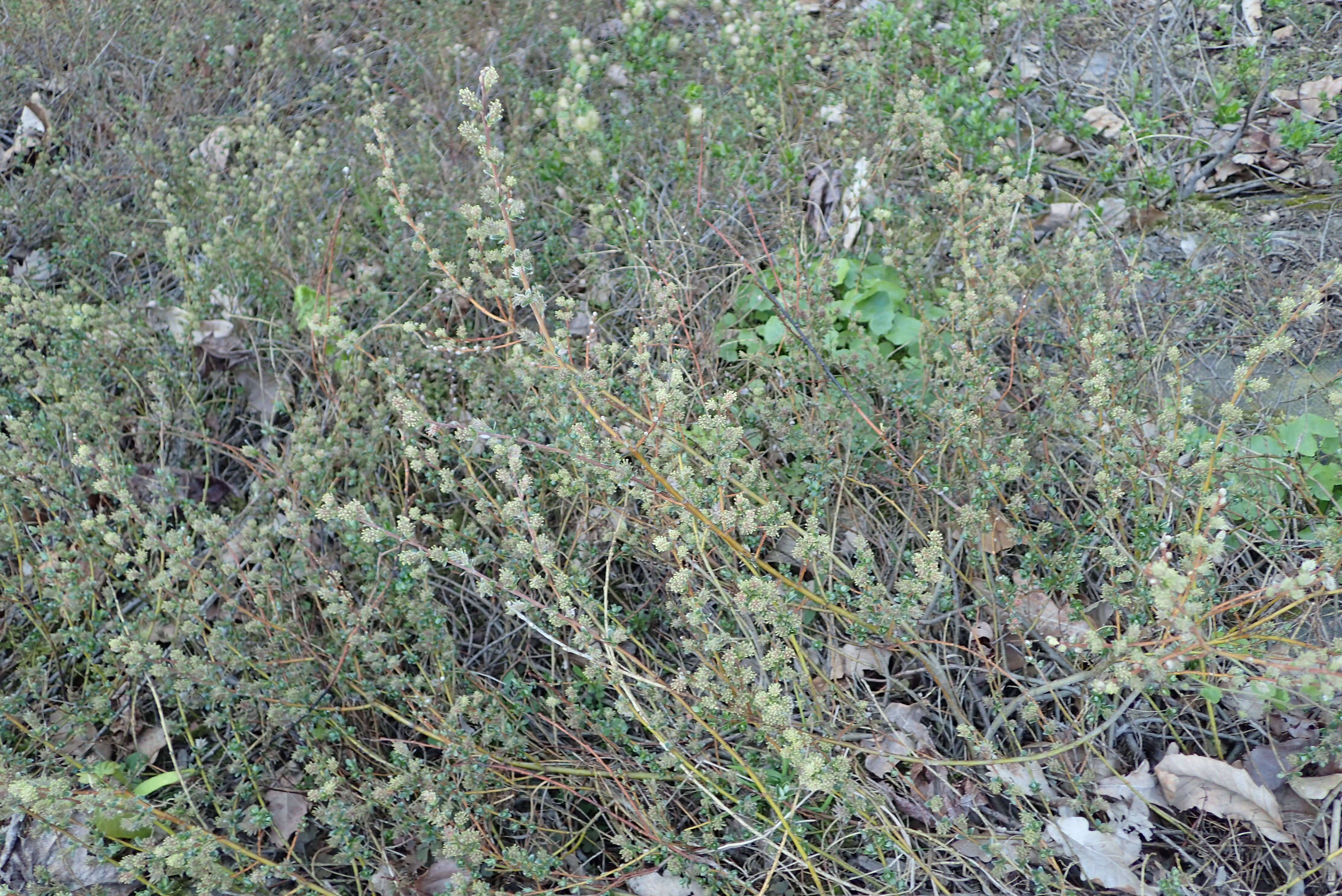 Image of Salix lapponum L.