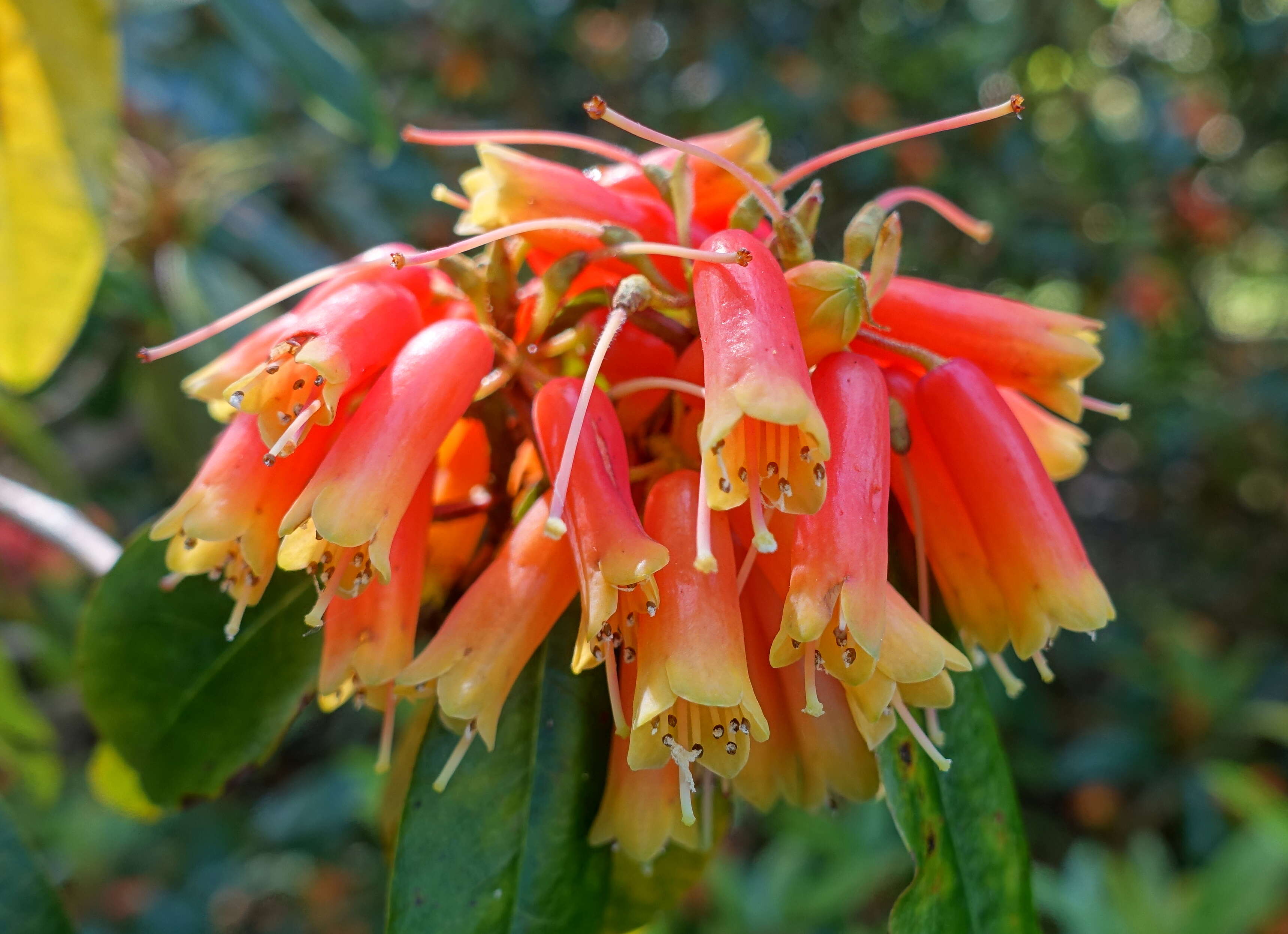 Image de Rhododendron keysii Nutt.