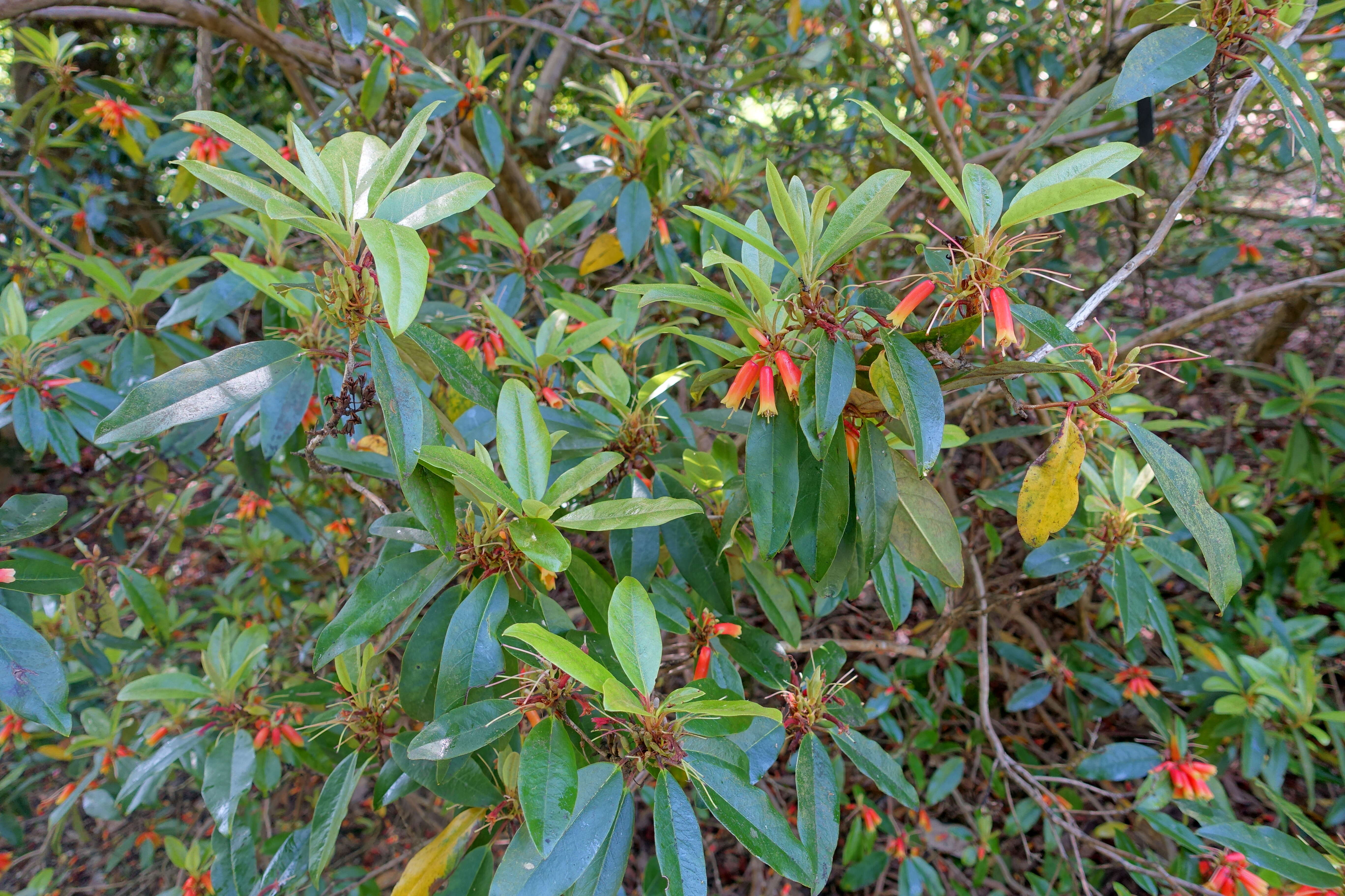 Imagem de Rhododendron keysii Nutt.