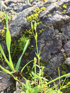 Image of shiny chickweed