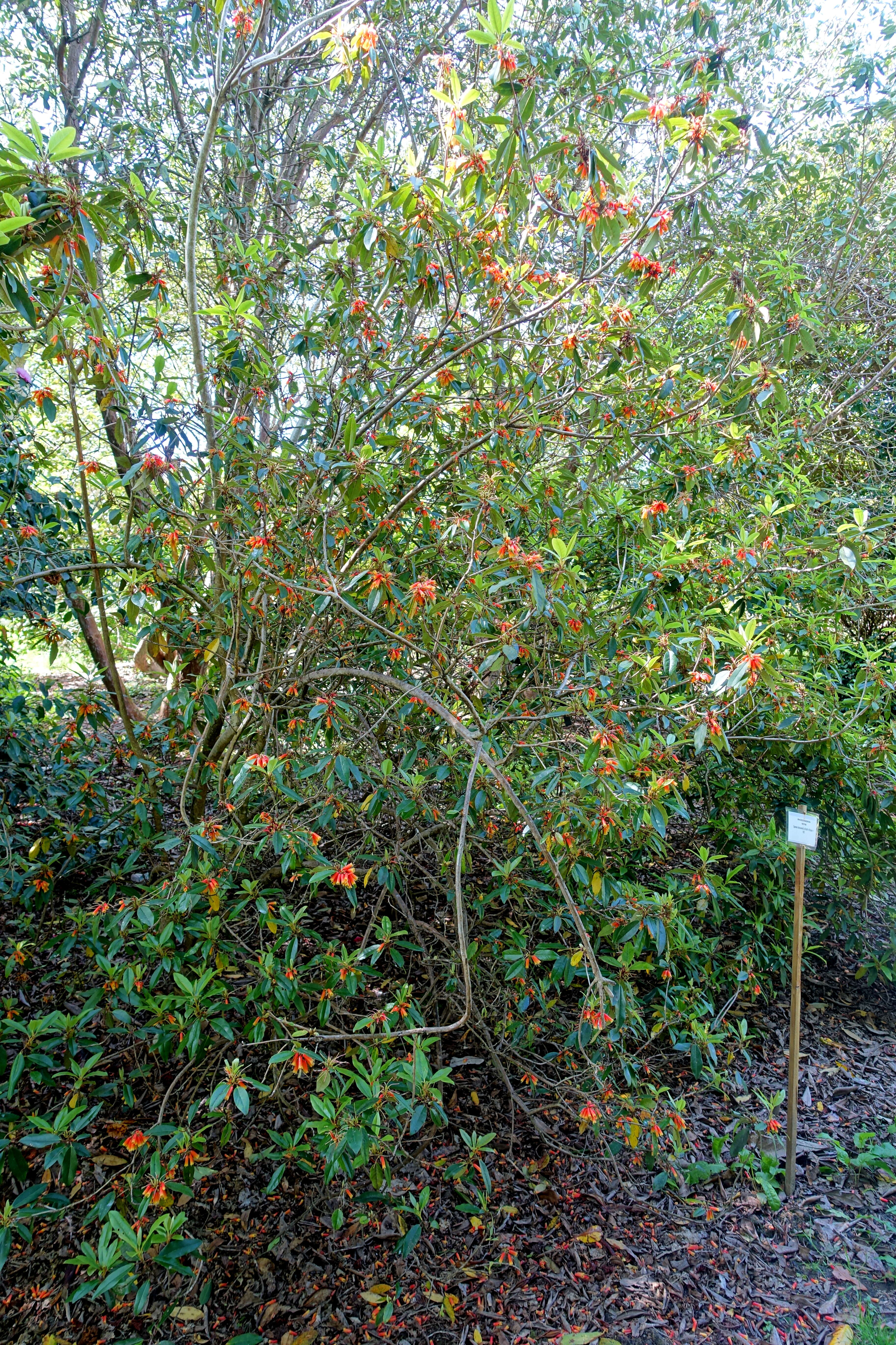 Image de Rhododendron keysii Nutt.