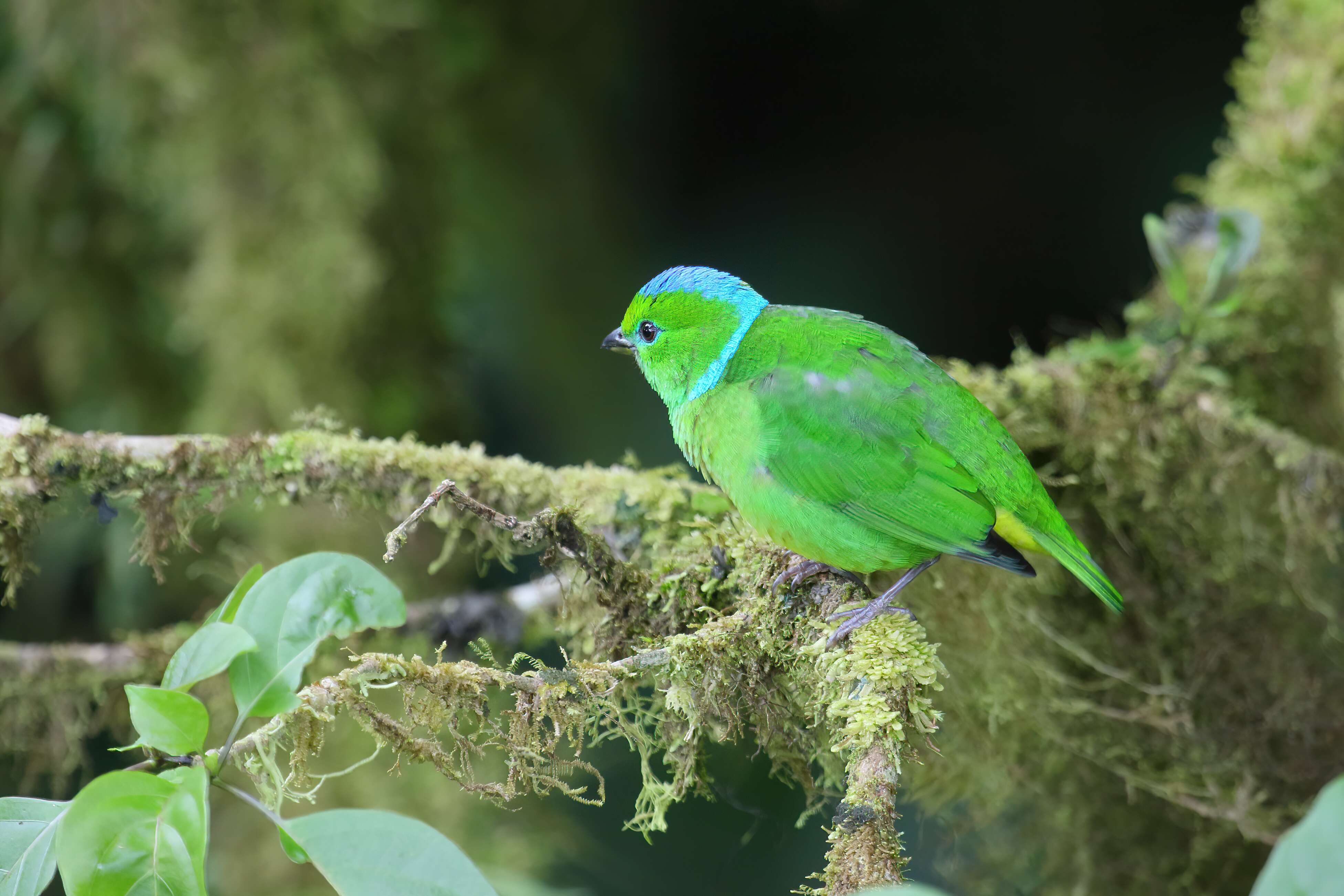 Image of Golden-browed Chlorophonia