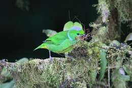 Image of Golden-browed Chlorophonia