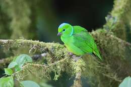 Image of Golden-browed Chlorophonia