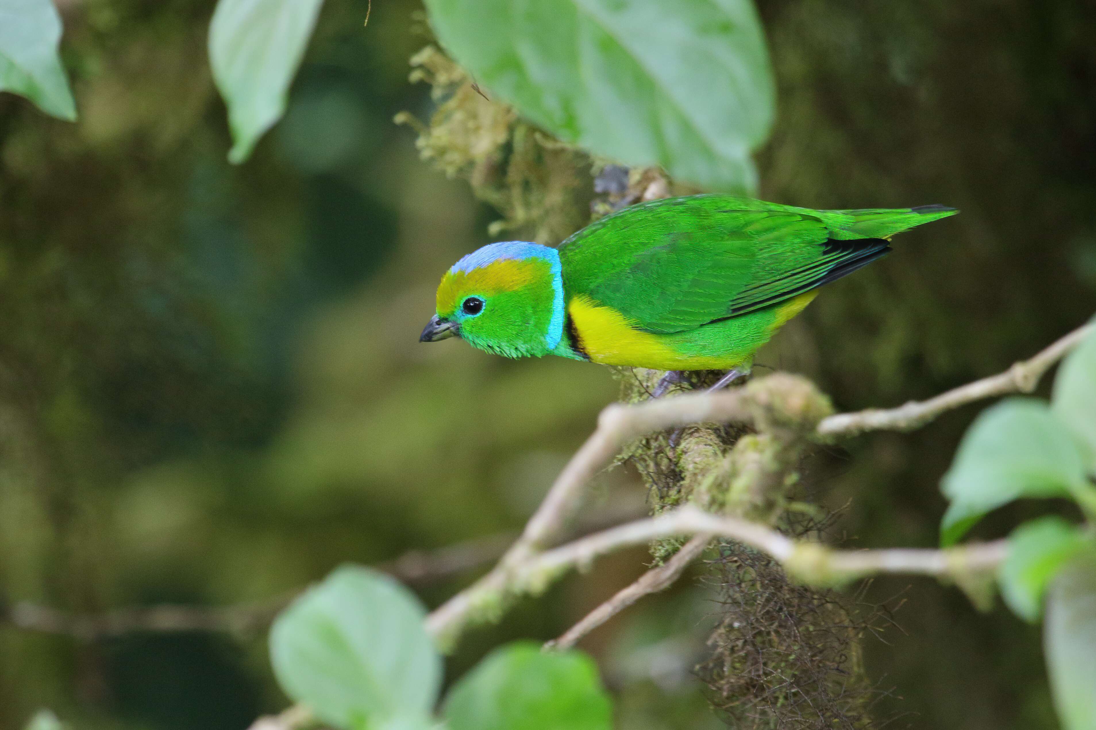 Image of Golden-browed Chlorophonia