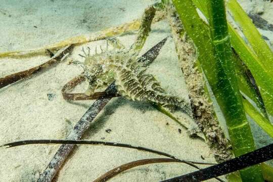 Image of Long-snouted Seahorse