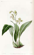 Image de Bifrenaria racemosa (Hook.) Lindl.