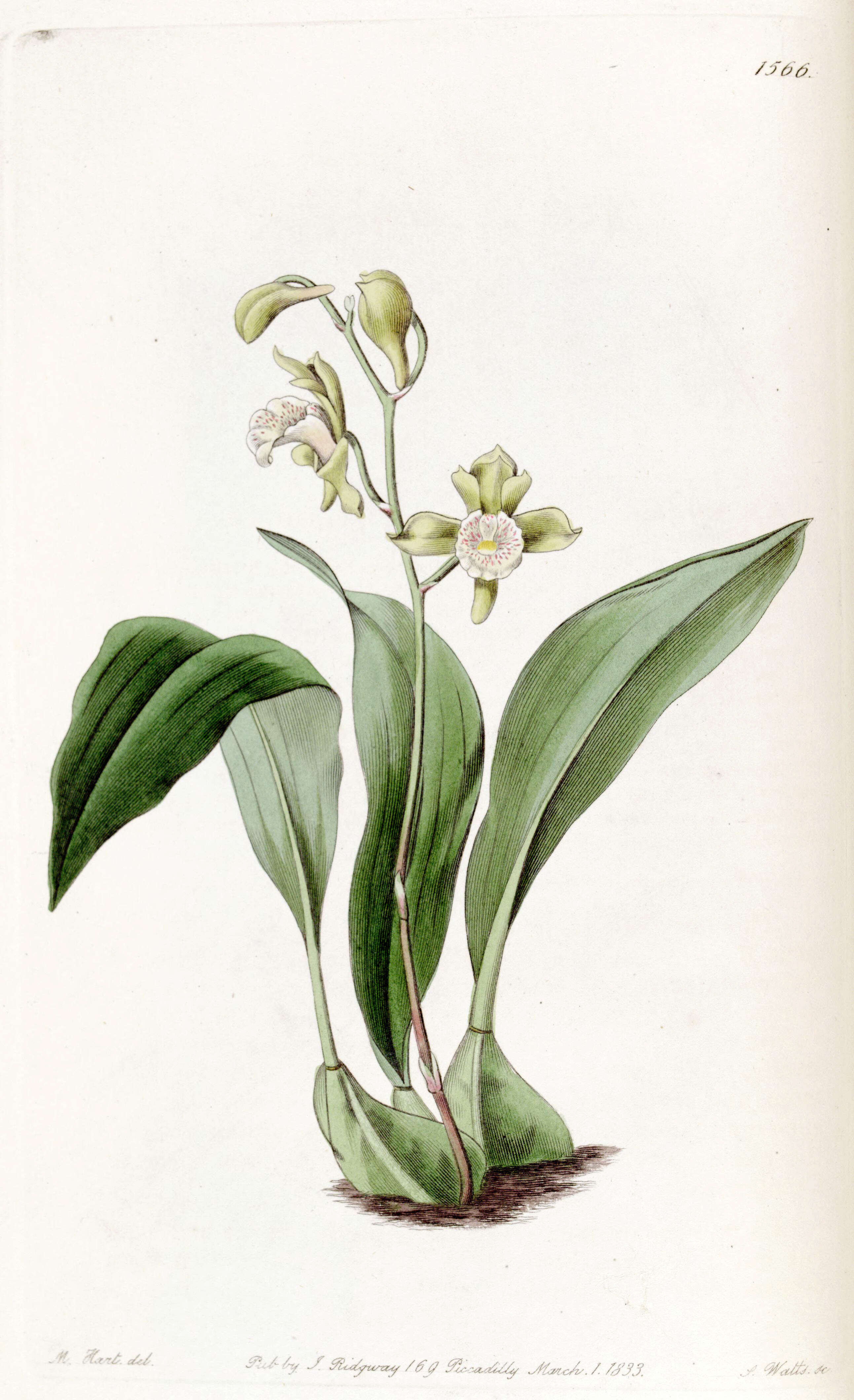 Image of Bifrenaria racemosa (Hook.) Lindl.