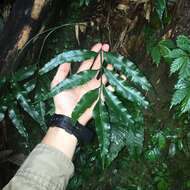 Image of Asplenium formosae Christ