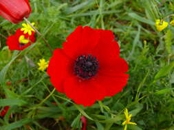 Imagem de Anemone coronaria L.