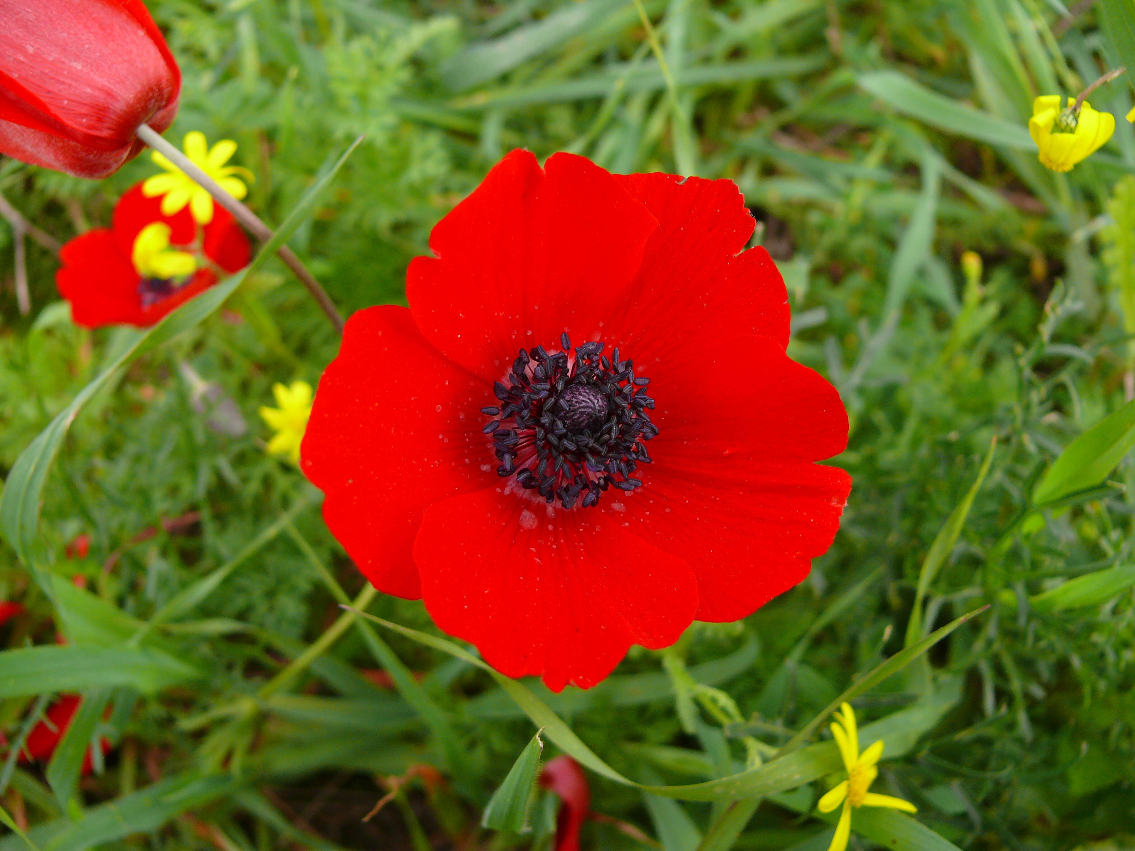 Image of lilies-of-the-field