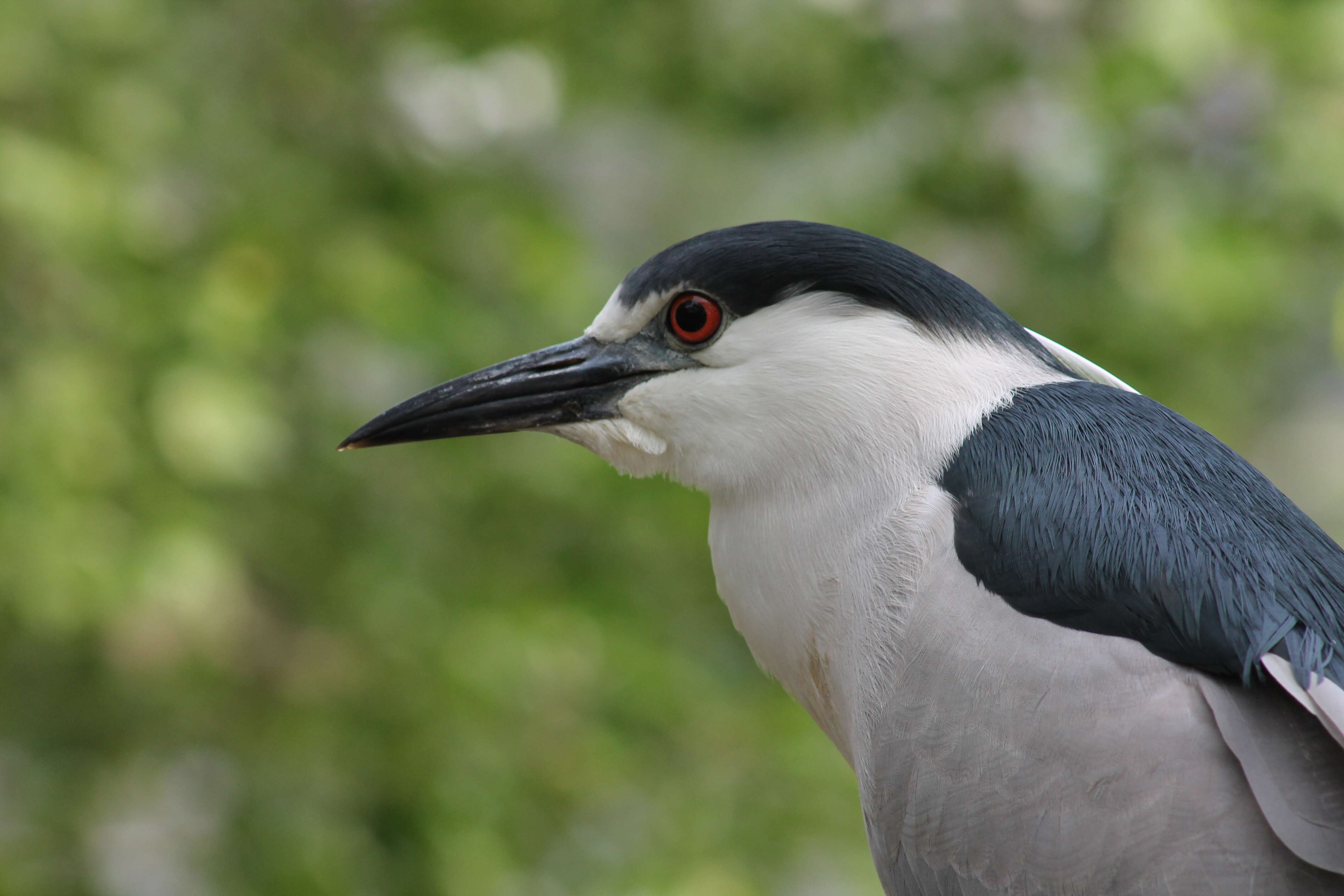 Image of Night Herons