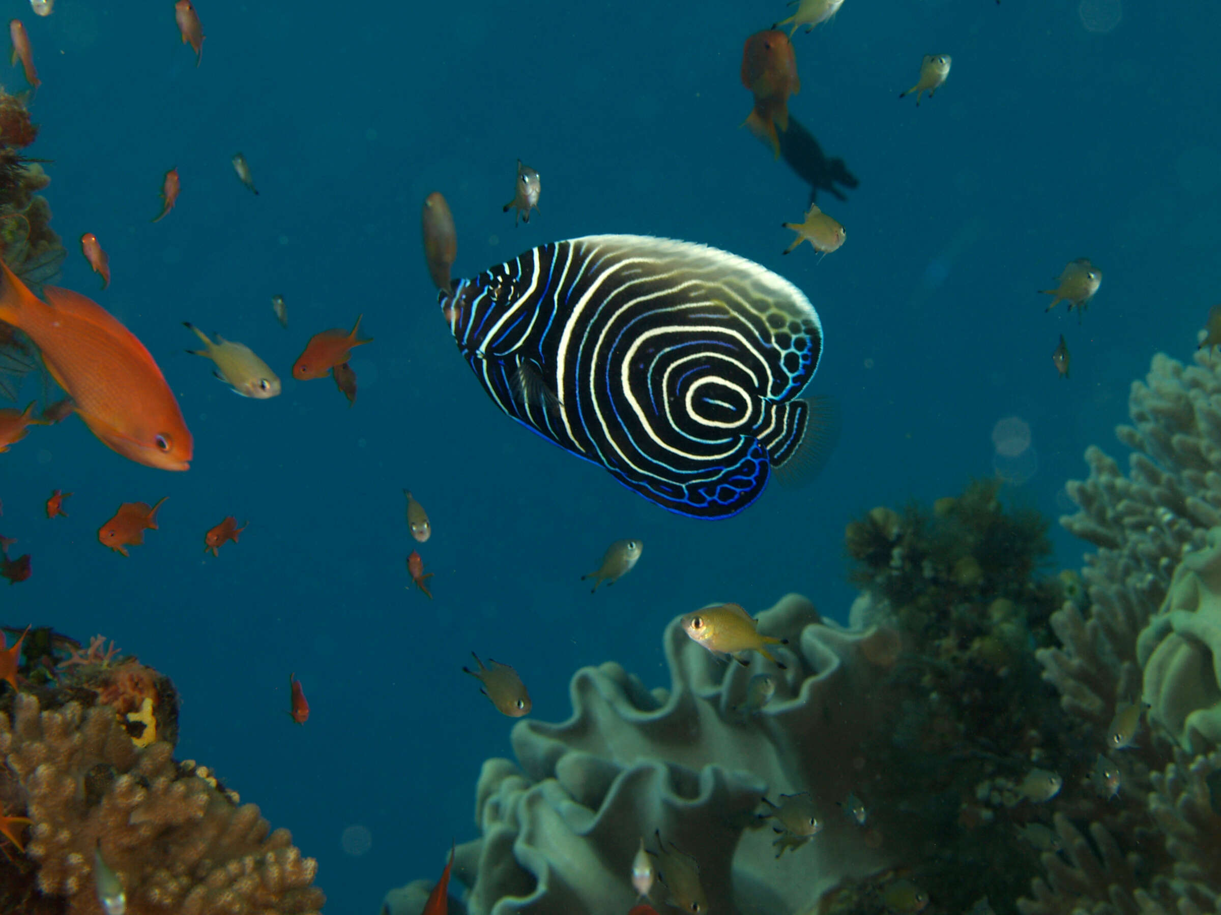 Image of Angelfish