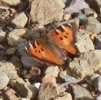 Image of California Tortoiseshell