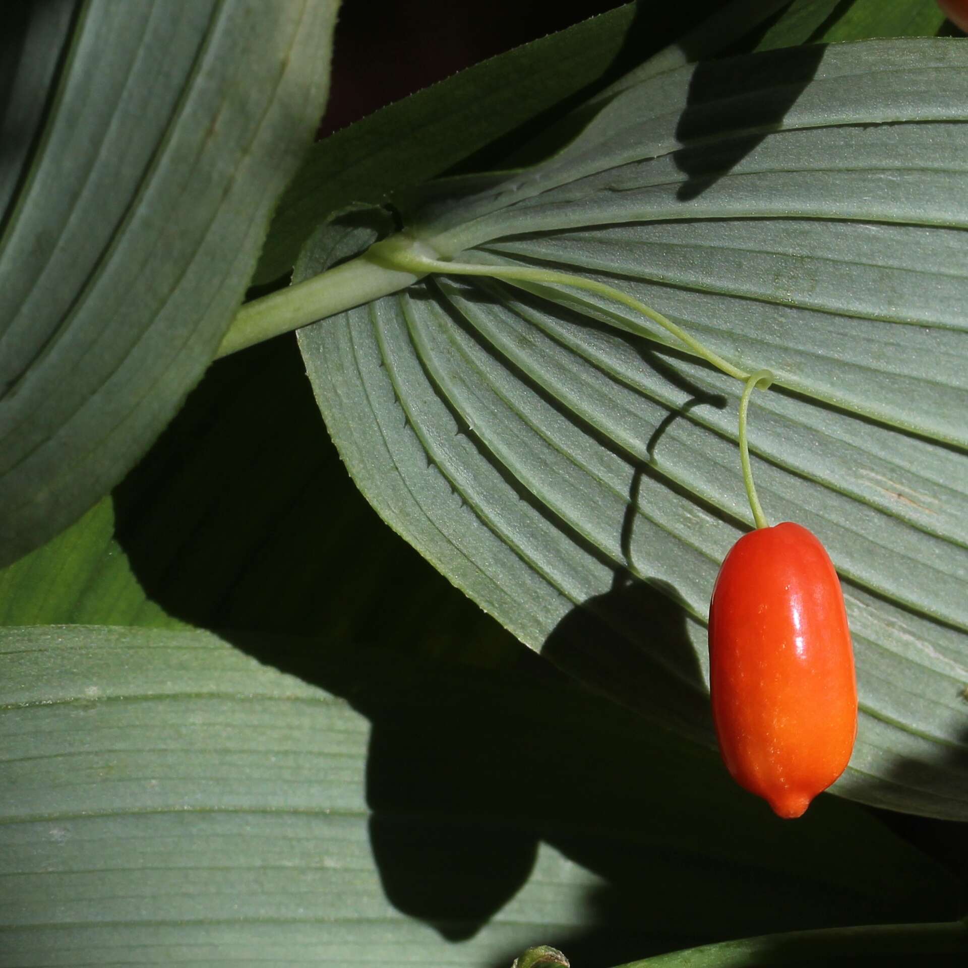 Image of claspleaf twistedstalk