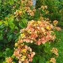 Image of Bauhinia bidentata Jack