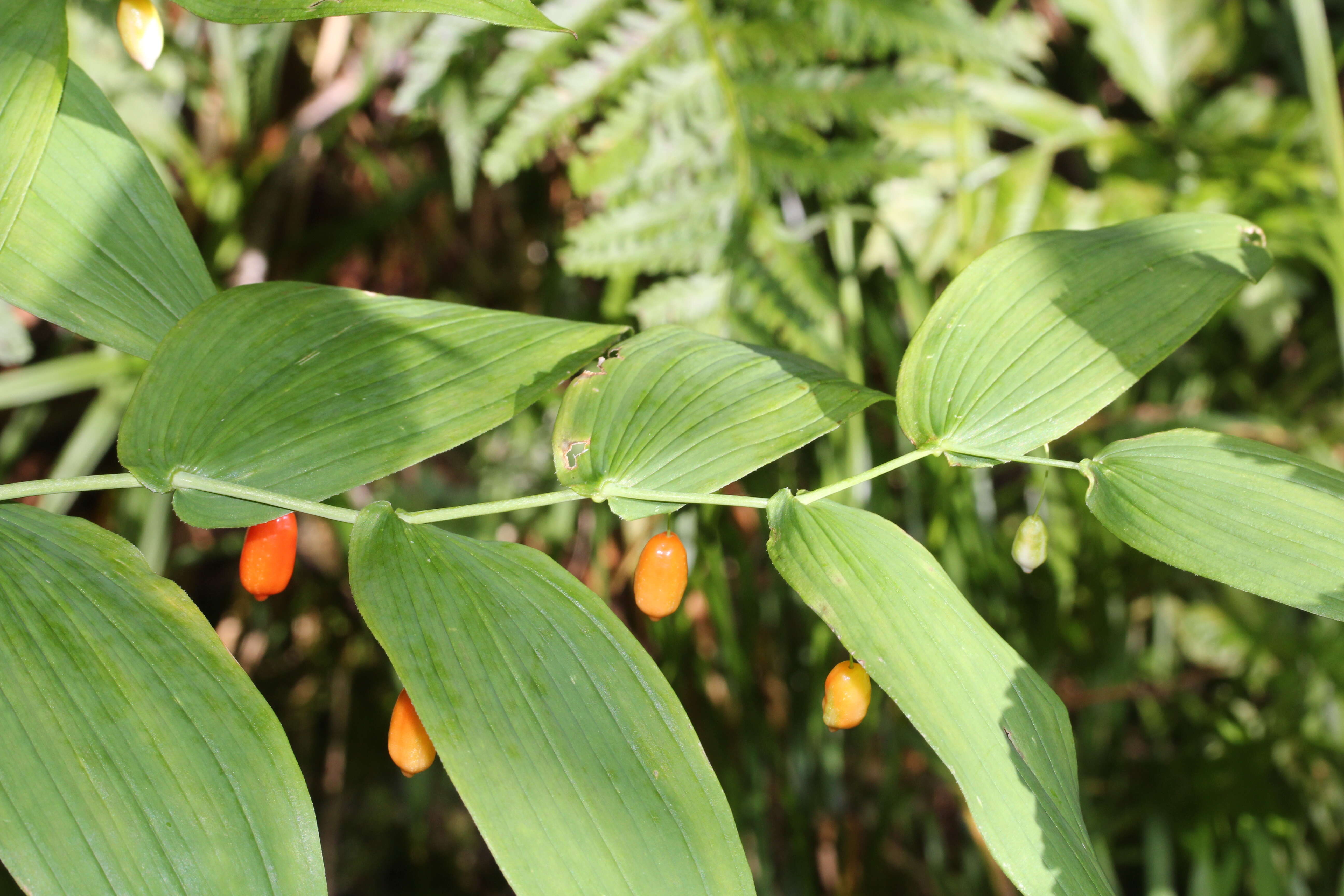 Streptopus amplexifolius (L.) DC.的圖片