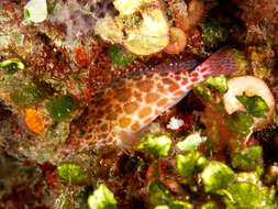 Image of Blotched Hawkfish