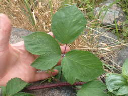 Image of Rubus erythrops E. S. Edees & A. Newton