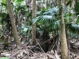 Image of fountain palm