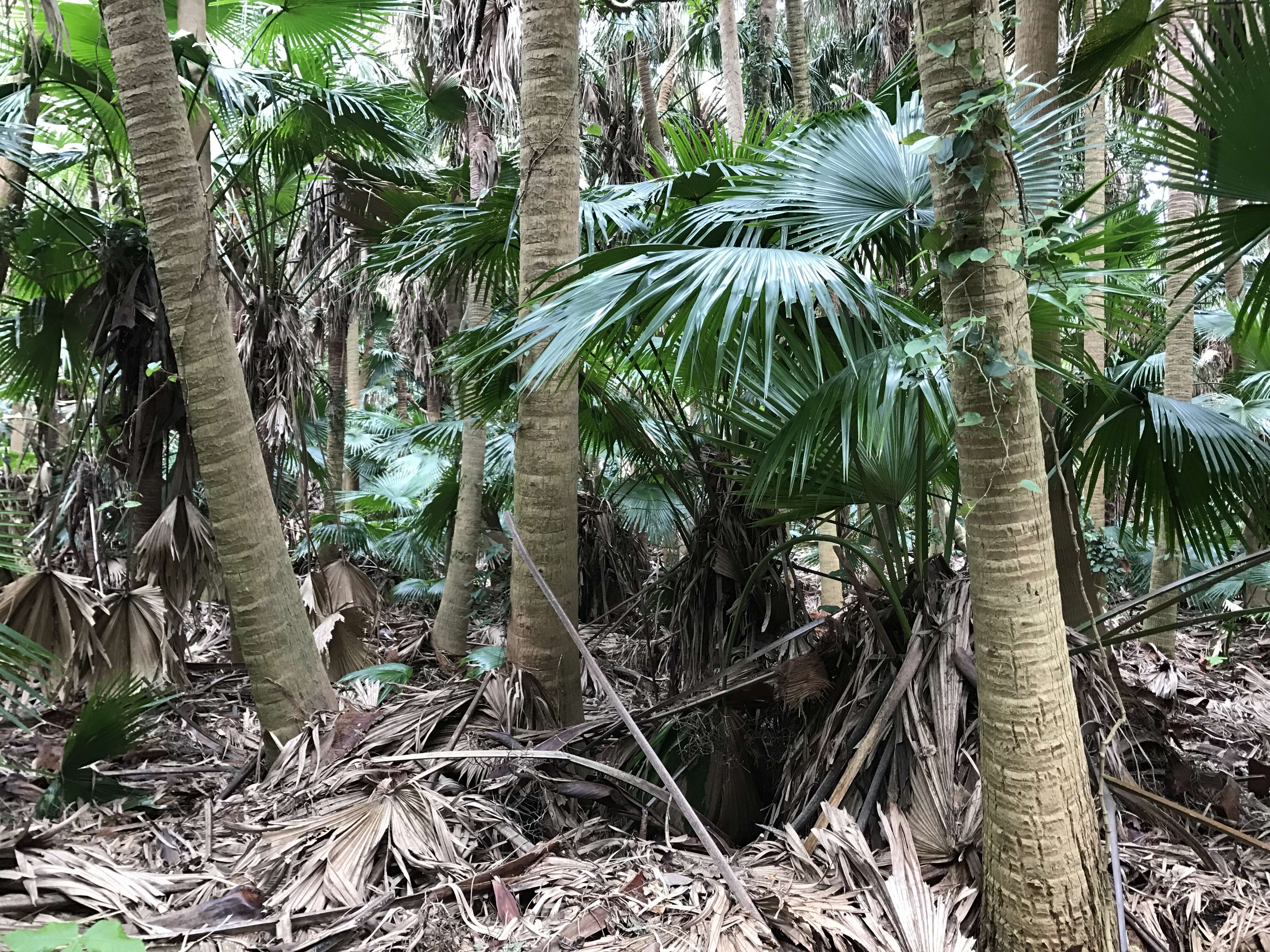 Image of fountain palm