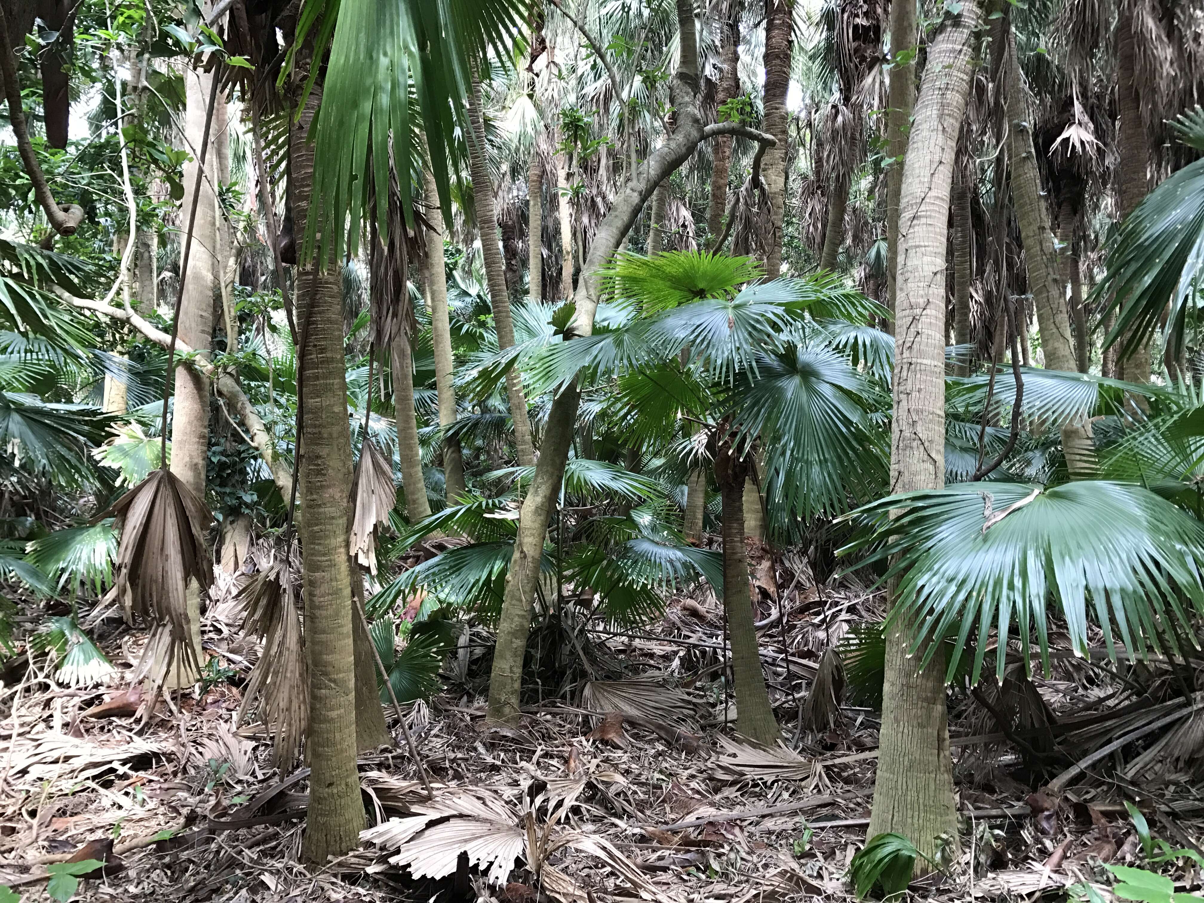 Image of fountain palm