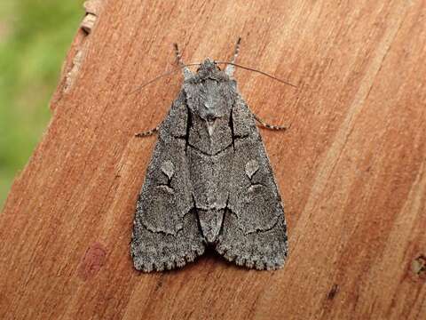 Image of Radcliffe's Dagger-moth