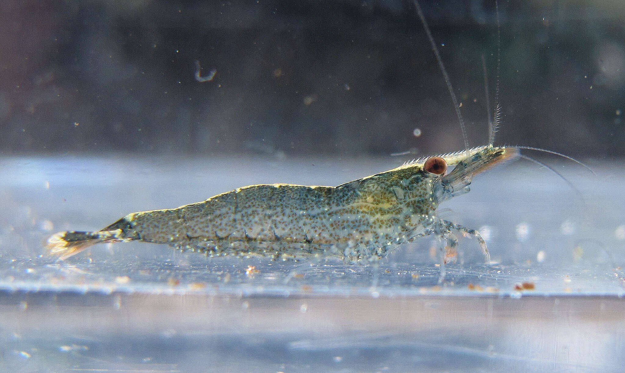 Image of <i>Caridina lanceifrons</i>